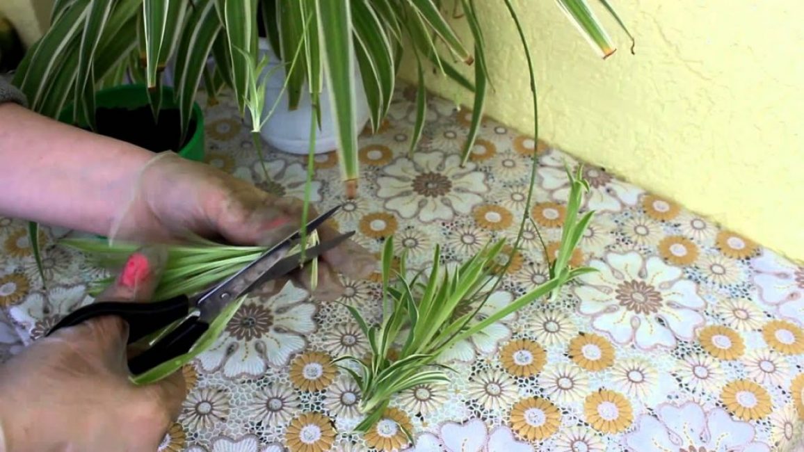Chlorophytum. αναπαραγωγή