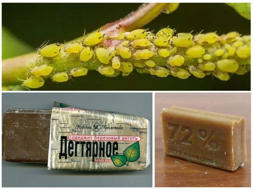 Remedios populares para combatir los pulgones.