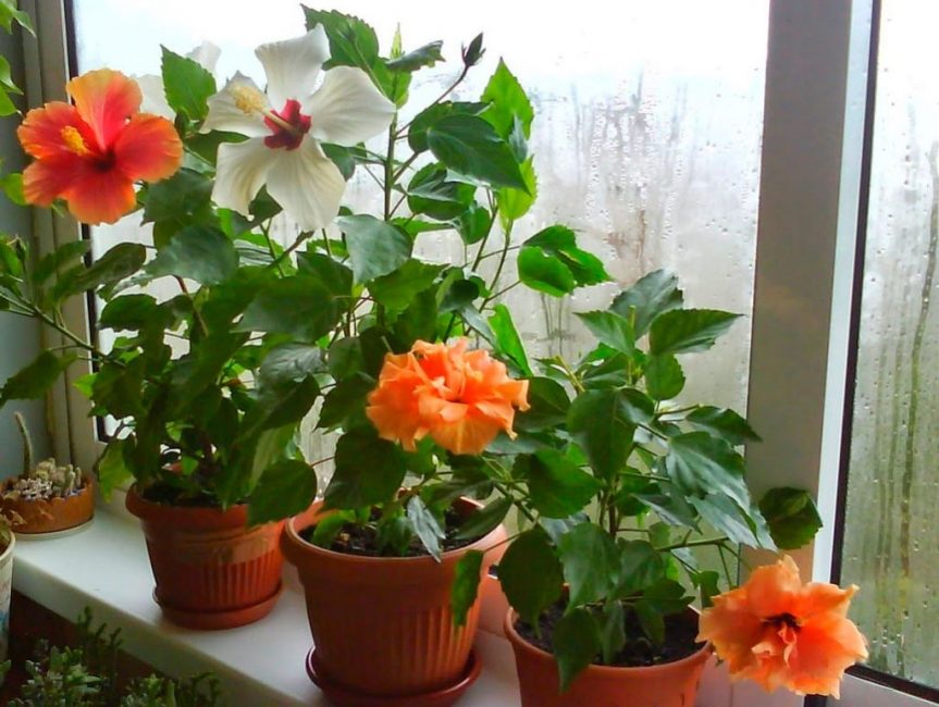 Rosa xinesa (Hibiscus) - cura a casa