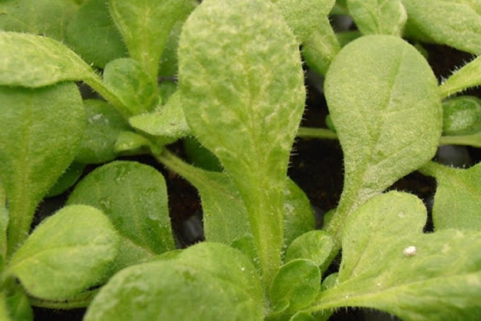 Ataca a Petunia que parece Tabaco Mosaico