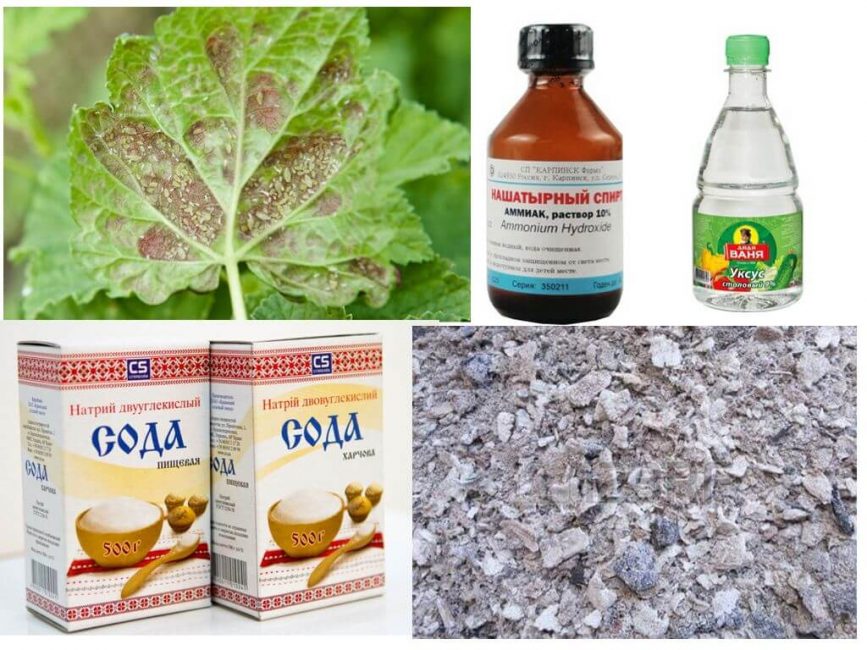 Remedios populares para combatir los pulgones.