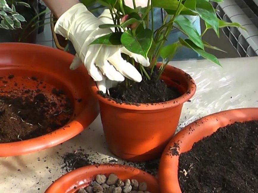 Trasplantament d'anthurium a casa