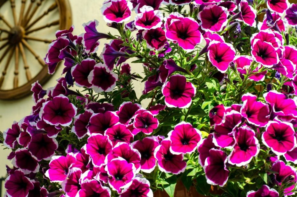Petunia