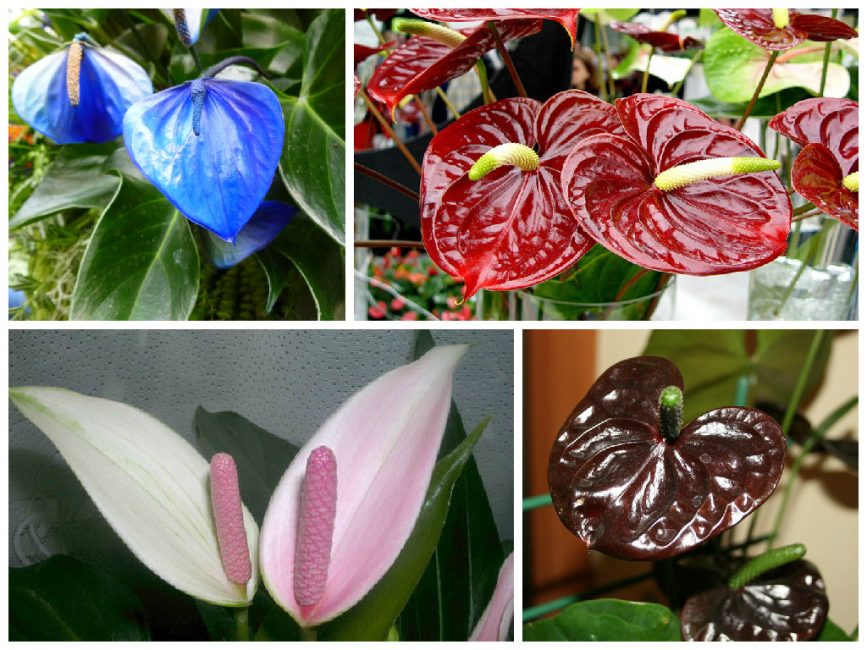 Varietats d'anthuriums