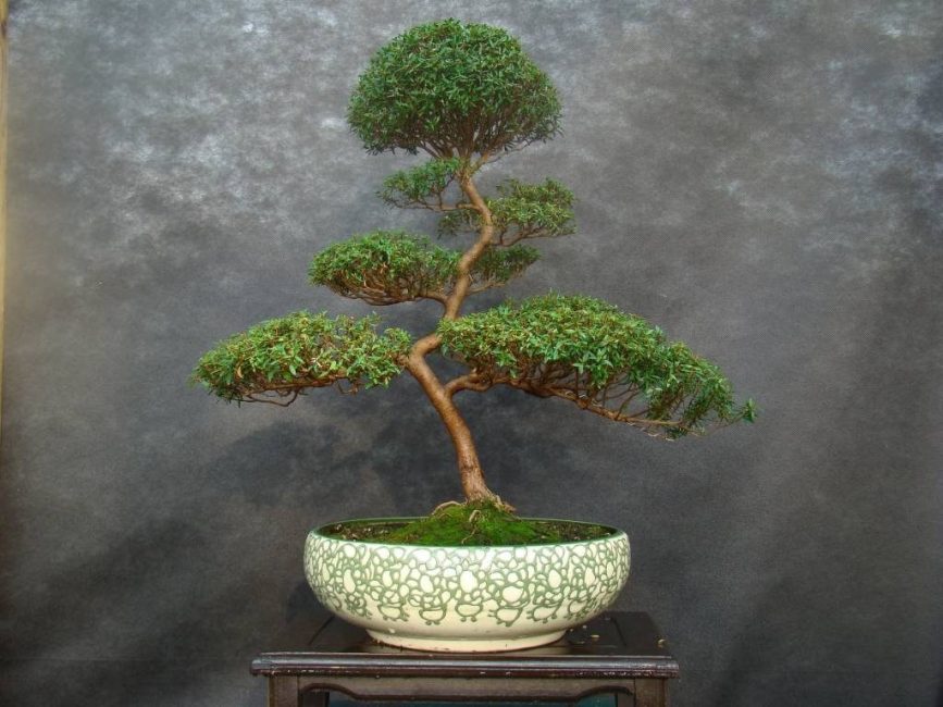 Fer bonsai a partir de murta és un enfocament, creativitat i art especials