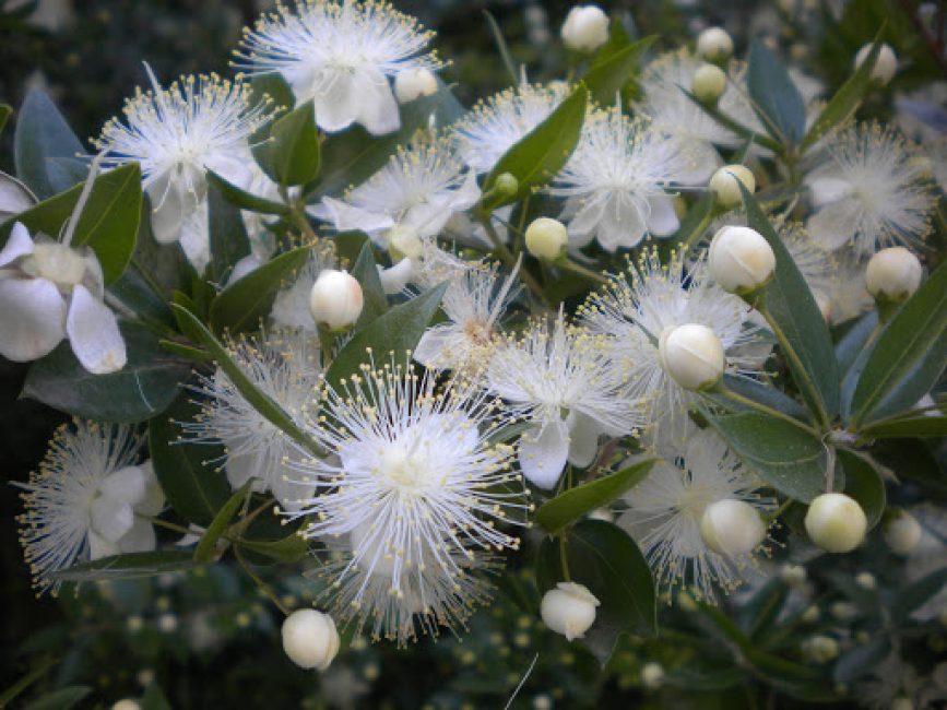 flor de murta