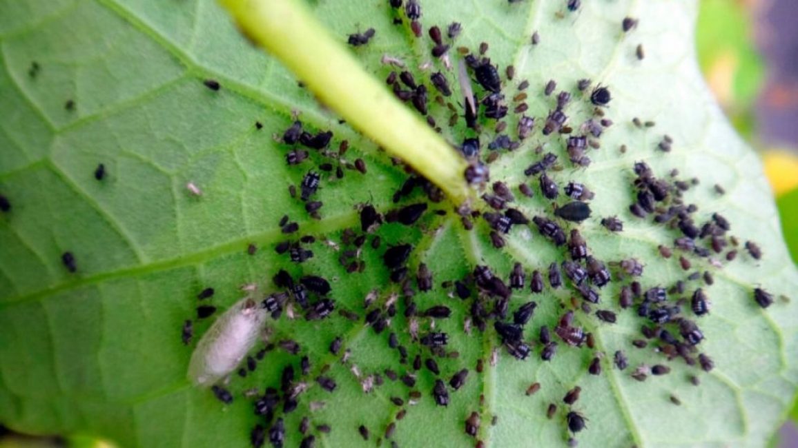 Pulgones en plantas de jardín