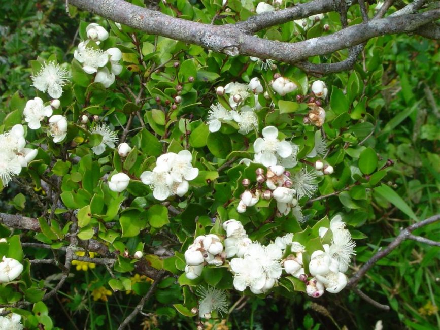 Murta xilena luma apiculata