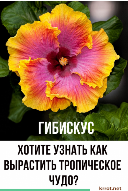 hibisc