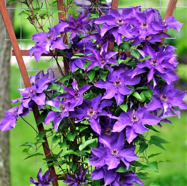 Clematis