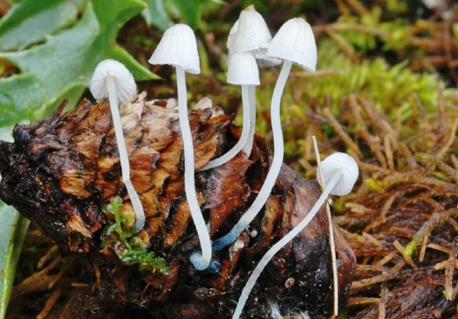 Mycena modronohá