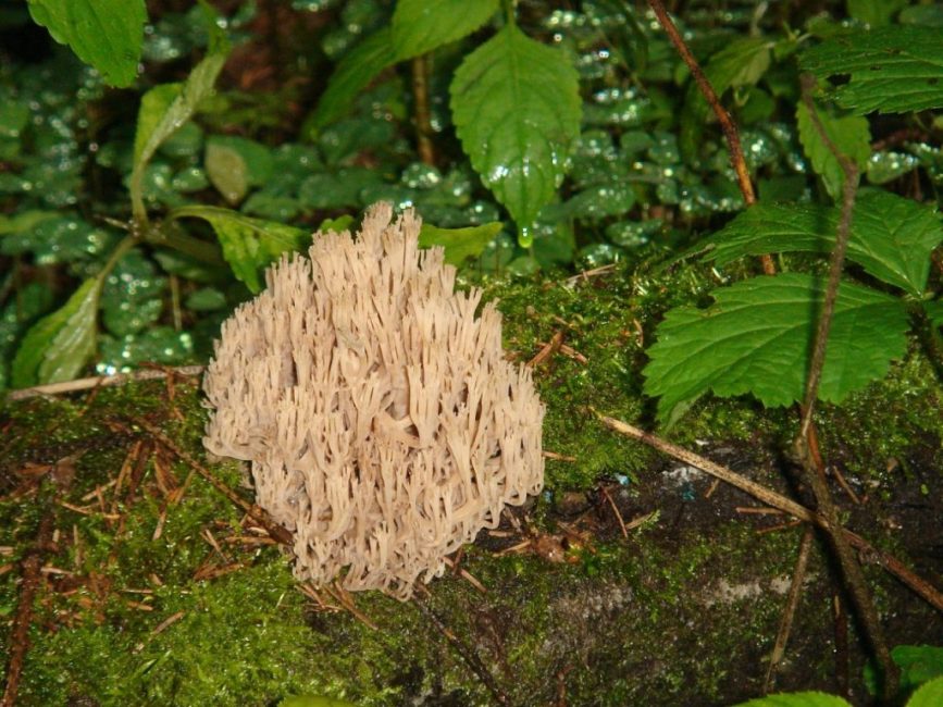 Rogatická přímka (ramaria rovná)