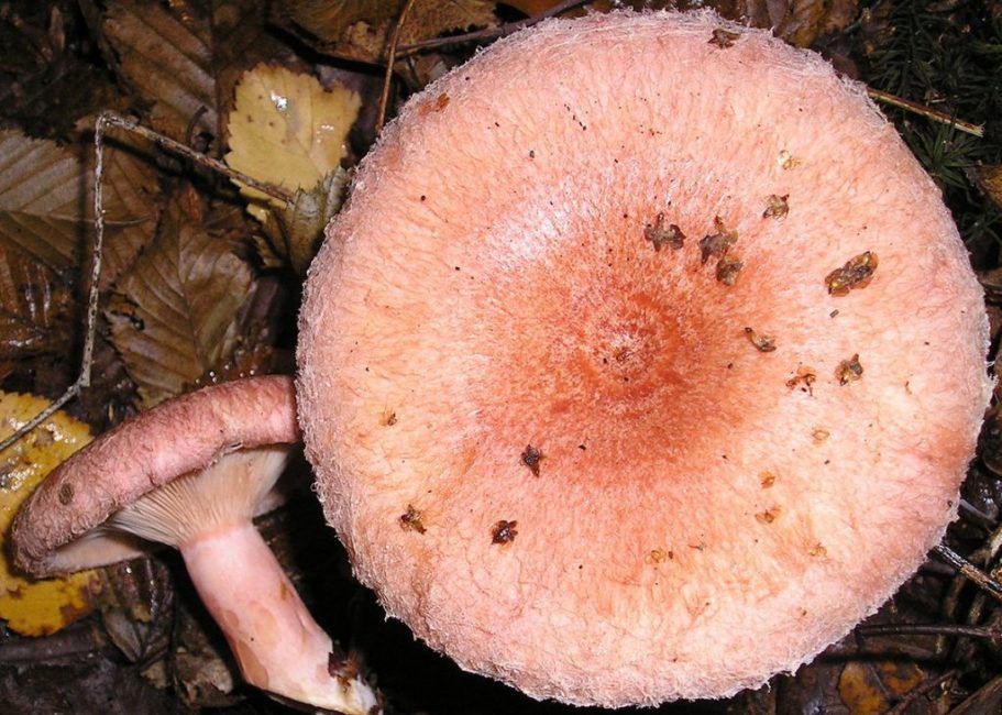 Volnushka růžová