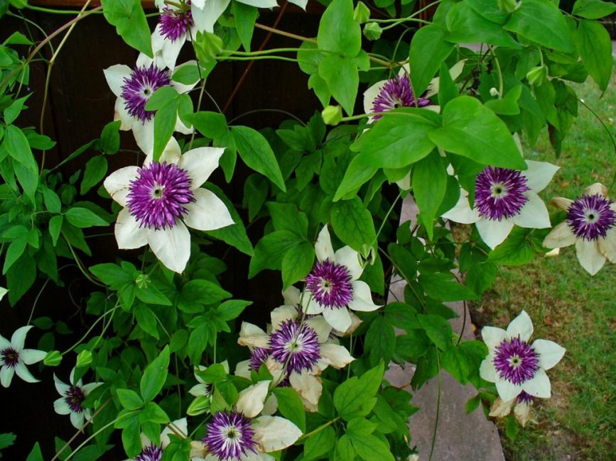 Clematis ze skupiny Florida je vysoce dekorativní, ale ve středním pásmu naší země často namrzá.
