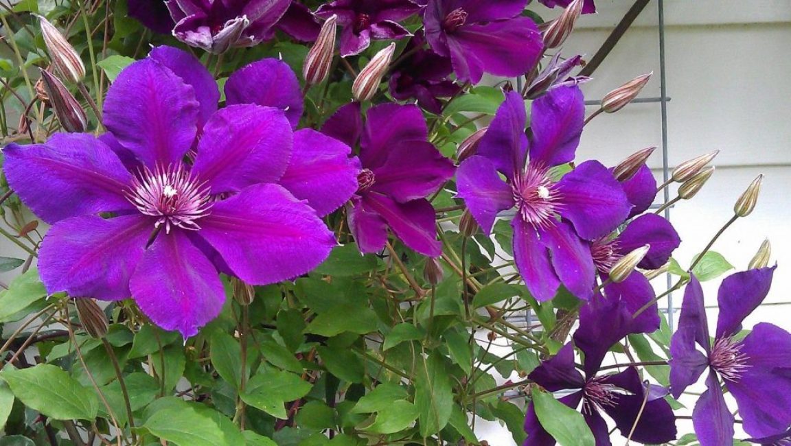 Clematis Gypsy Queen nebo Gypsy Queen má velké lila-fialové květy. Patří do skupiny Jacqueman
