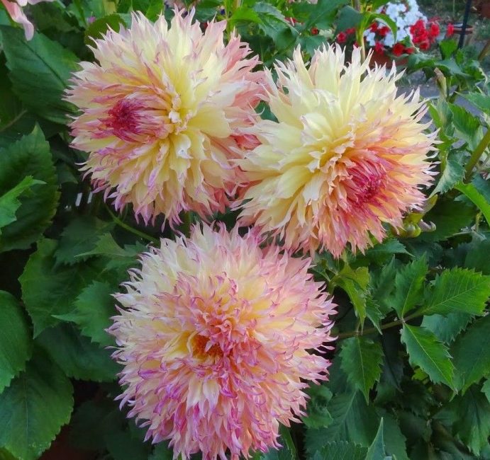 Cultivar Myrtles Folly de flores grandes
