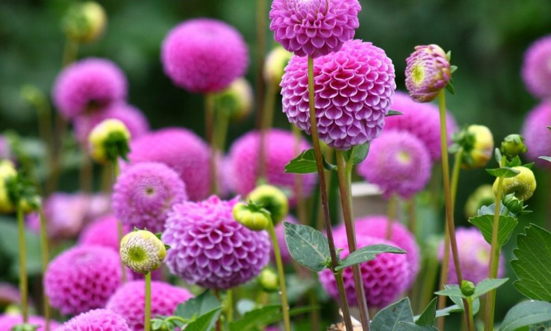 Dalias florecientes