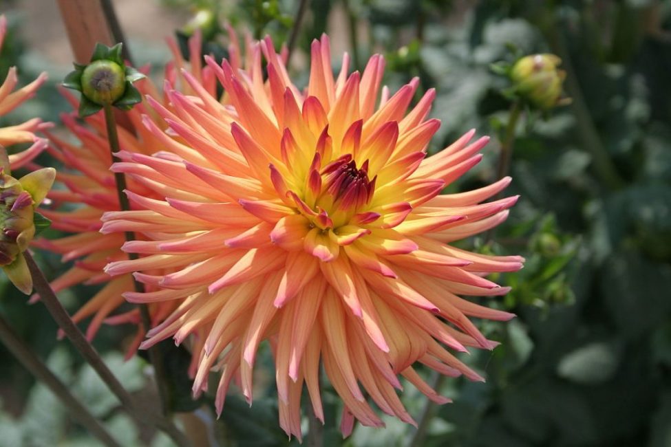 dalias de aguja
