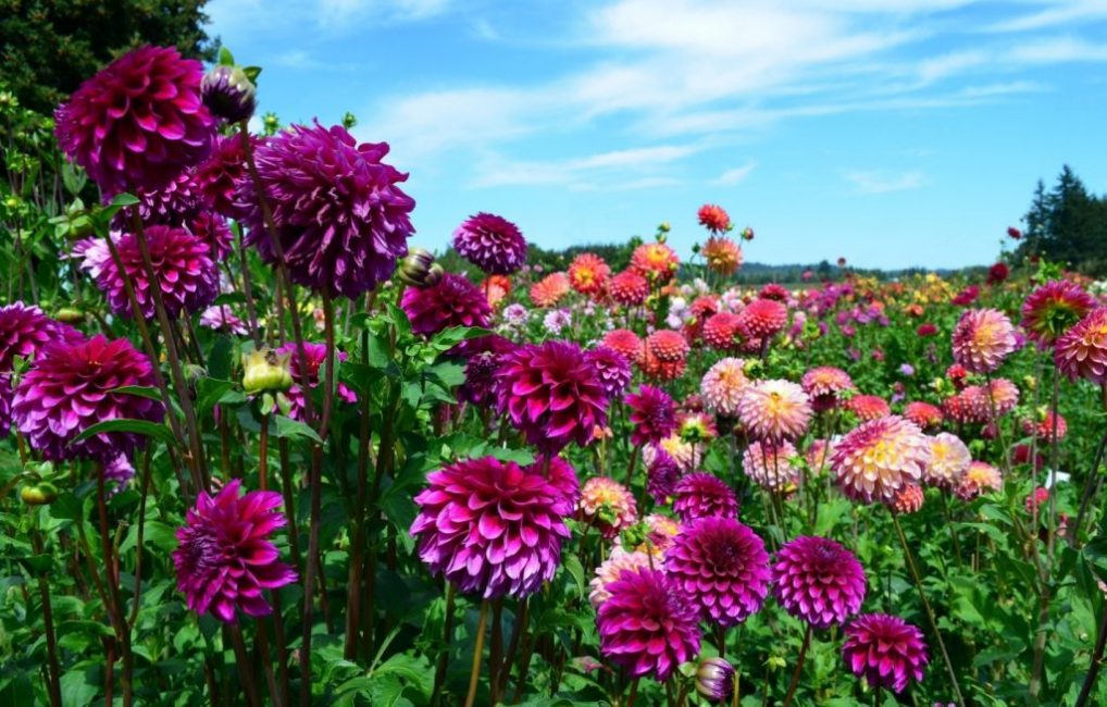 dalias