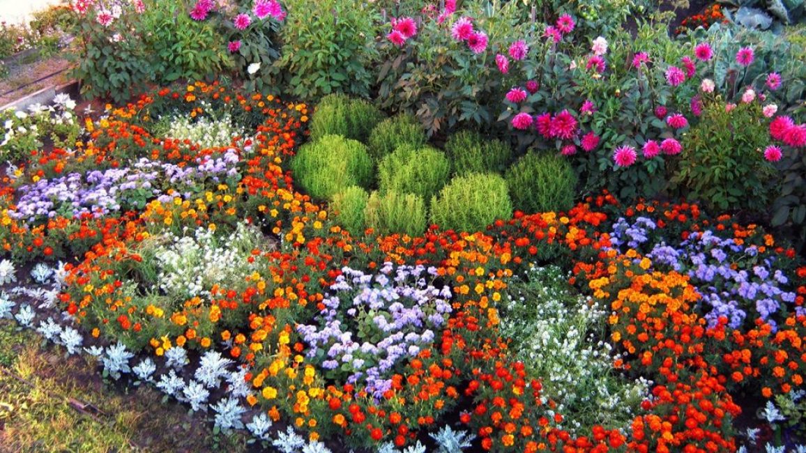 Jardín de flores con dalias
