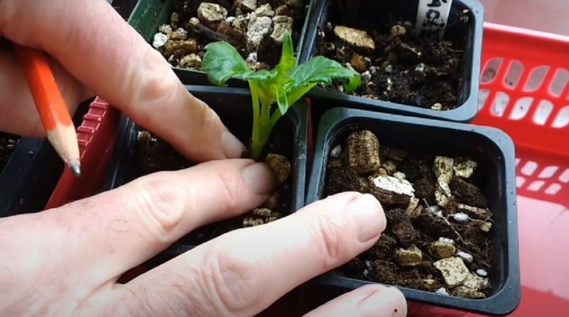 plantar un esqueje