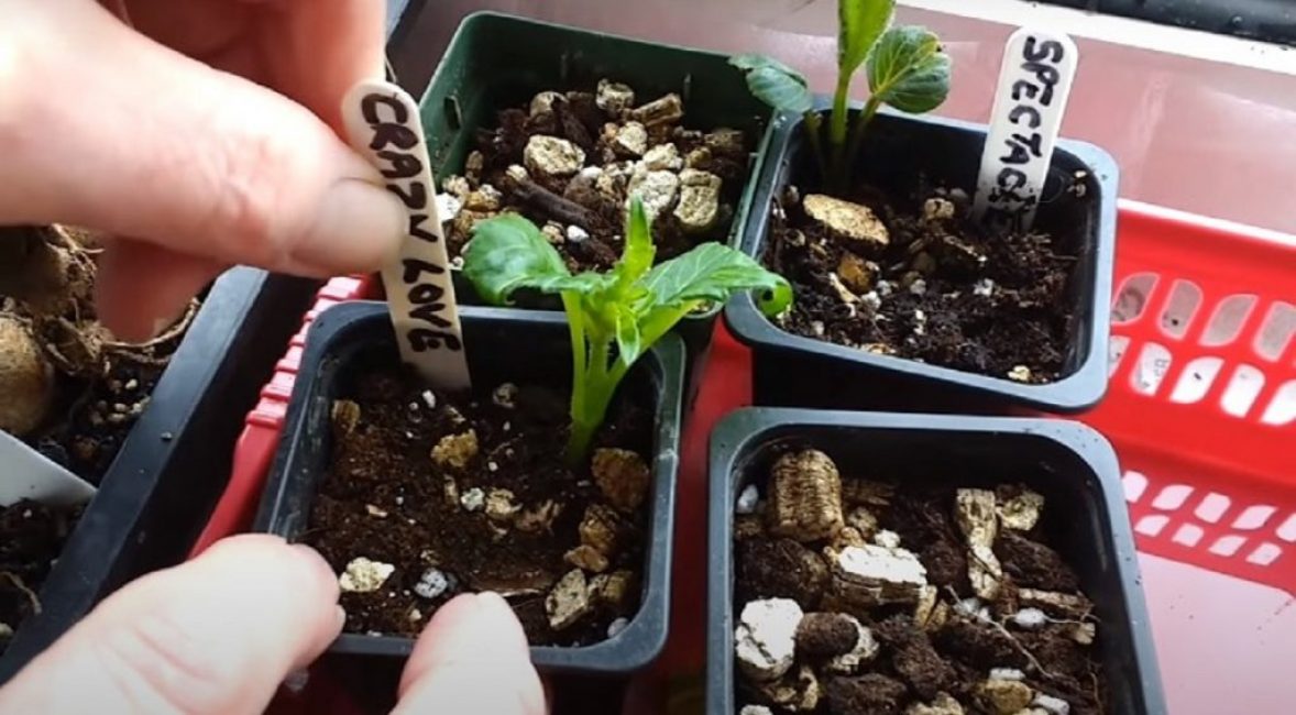 Al plantar esquejes, no olvide firmar el nombre de la variedad.