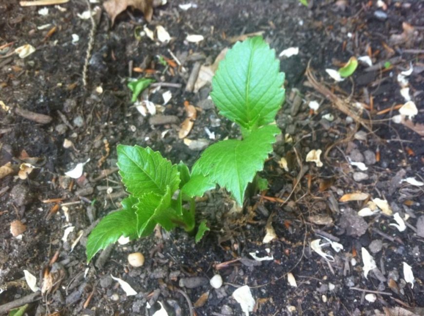 Planta joven trasplantada al aire libre