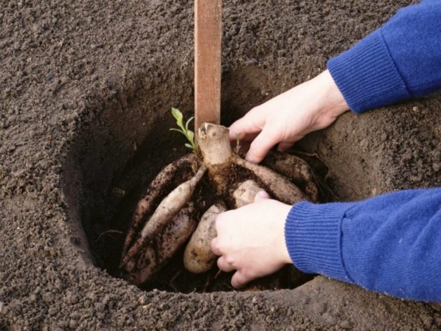 Plantando dalias en el suelo.