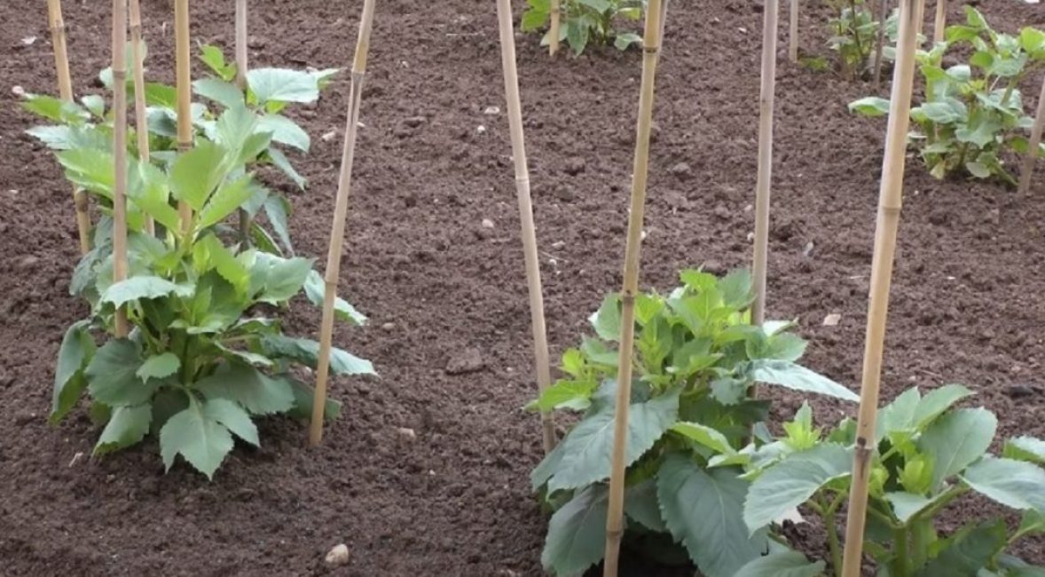 Clavijas junto a arbustos de dalia cultivados