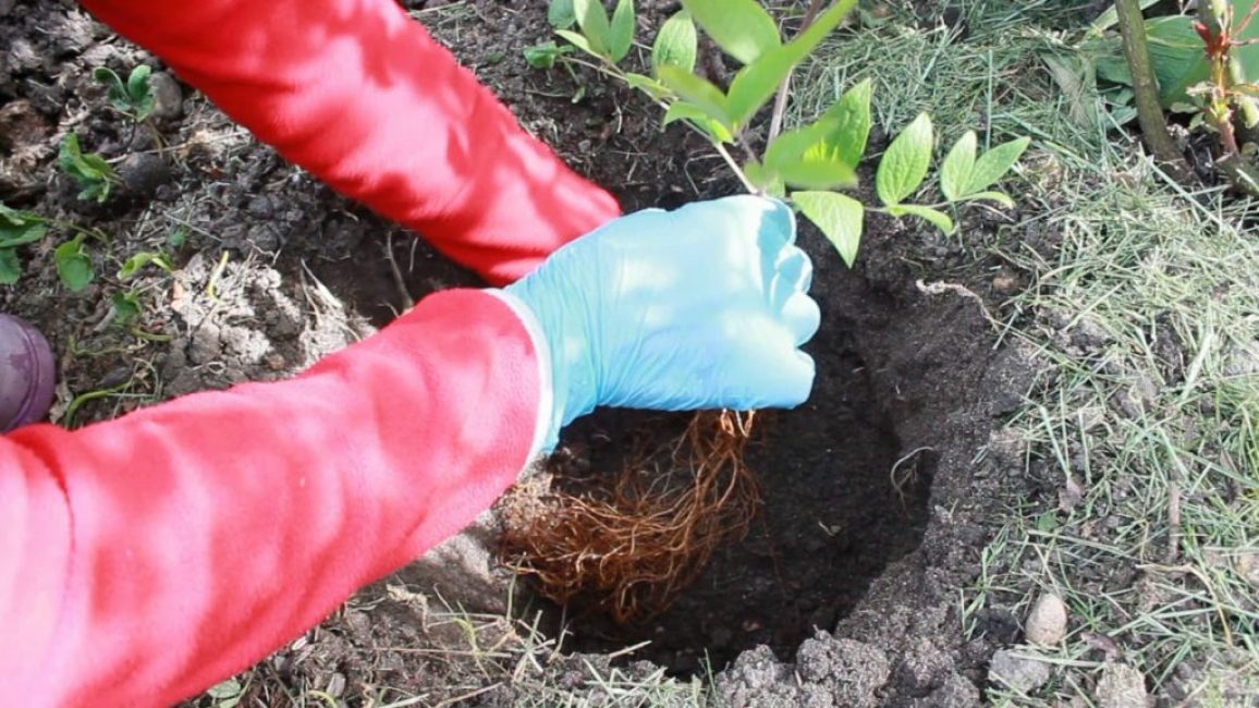 Správné místo a dobrá půda jsou součástí úspěchu