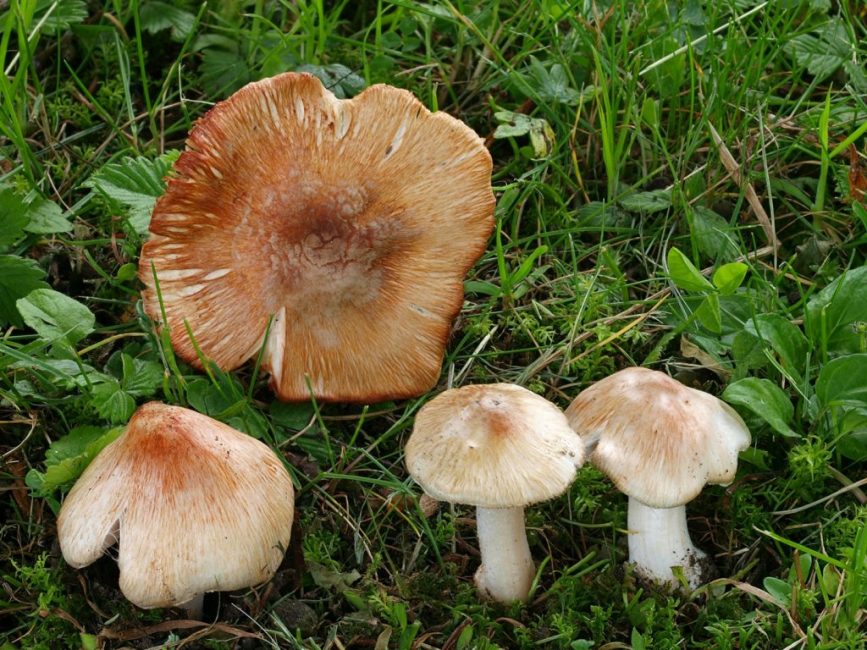 vlákno patouillard
