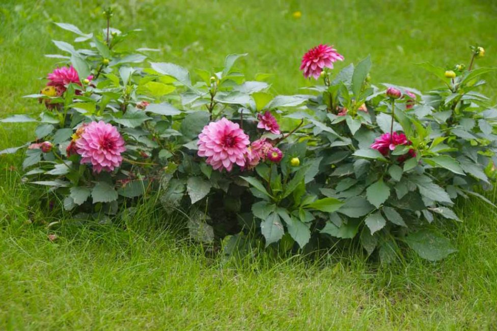 Dalias de tamaño insuficiente (borde)