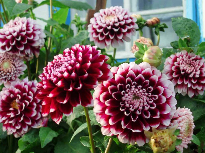 dalias