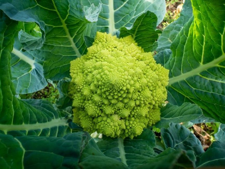 Romanescon lajikkeiden joukossa on varhaisen ja keskikauden hybridejä, jotka vaativat huolellista hoitoa.