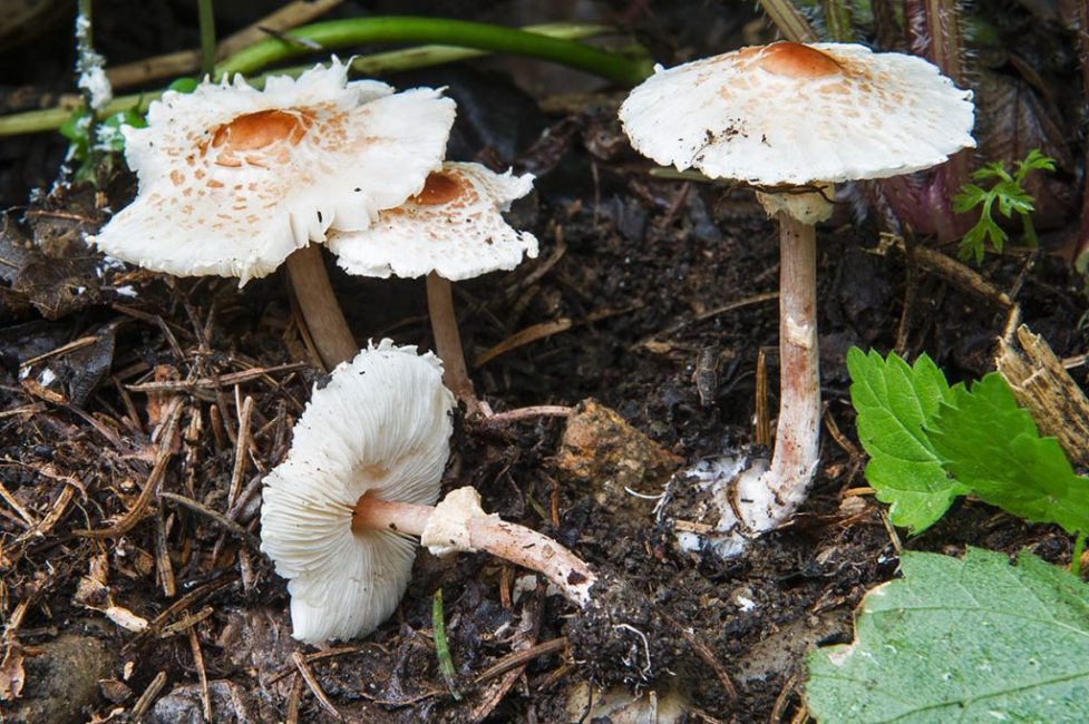 Lepiota pectinata (pektinát pupečníkový)