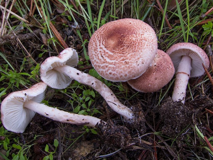 Lepiota serrata (deštník pilovitý)