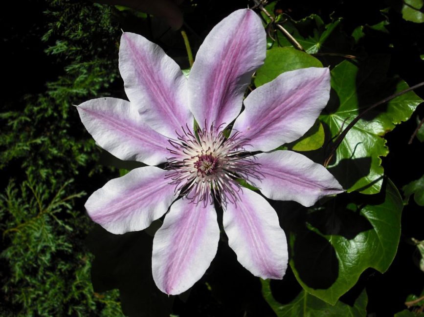 Clematis lanuginosa