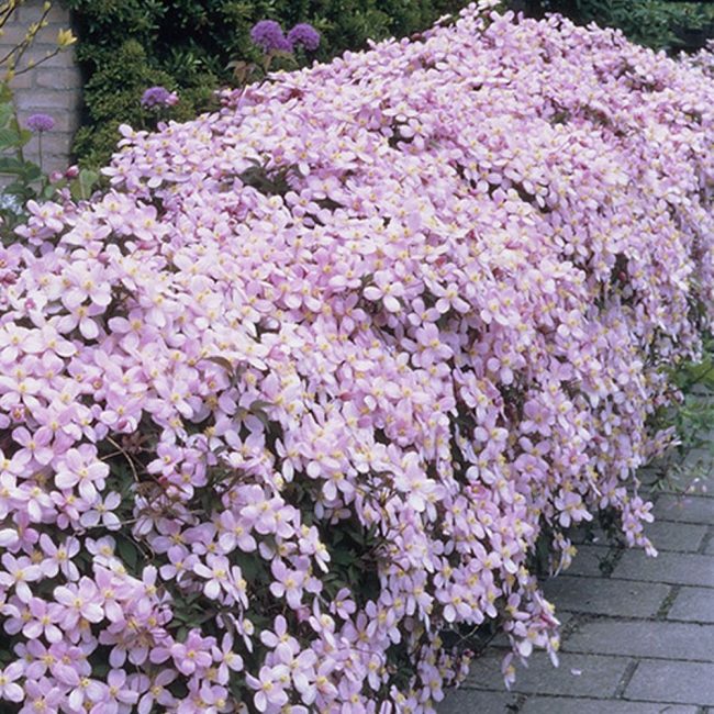 Clematis montana