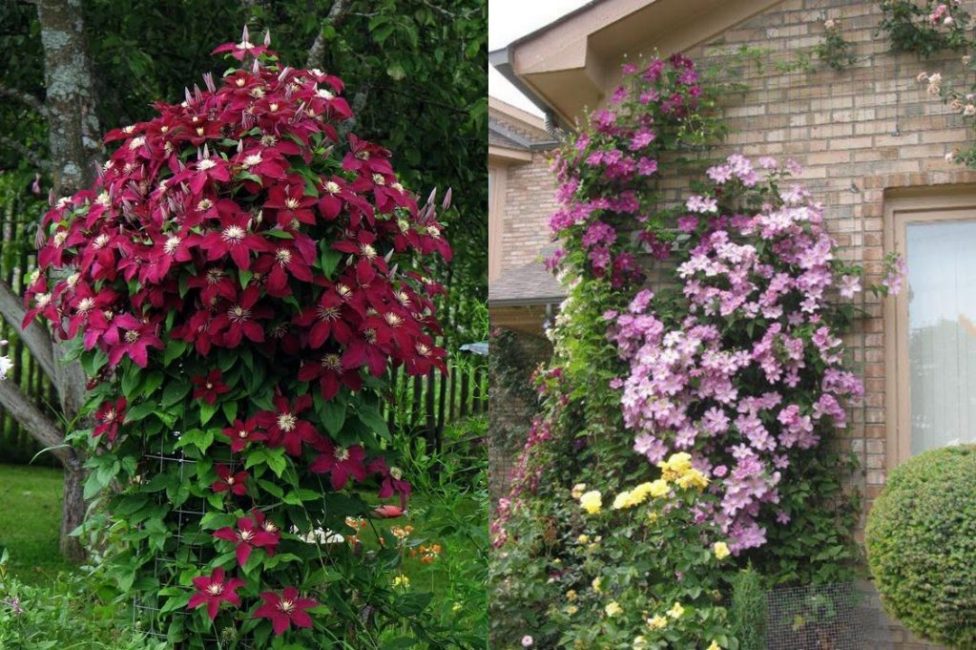 Clematis