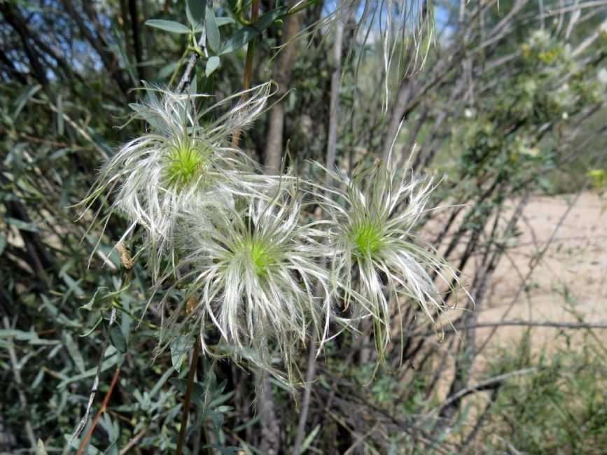 Clematis orientalis