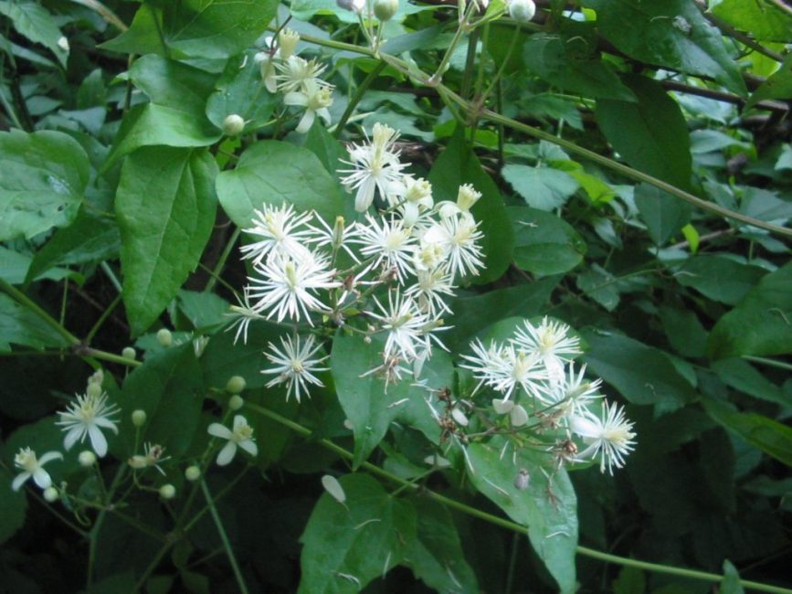 Clematis vitalba