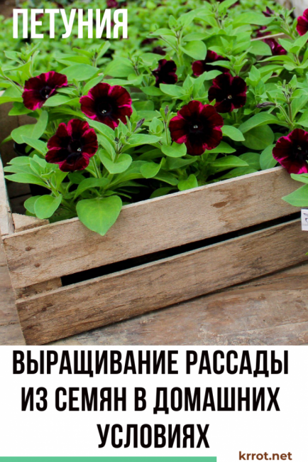 cultivo de petunias