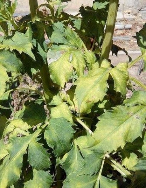 Las hojas de dalia se volvieron amarillas