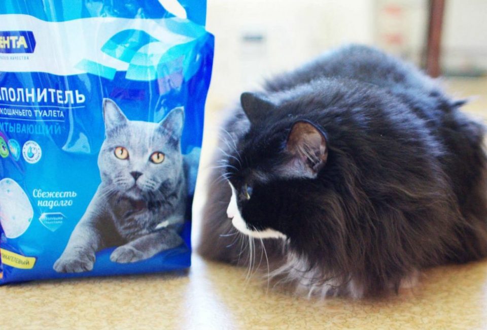 La mejor arena para gatos