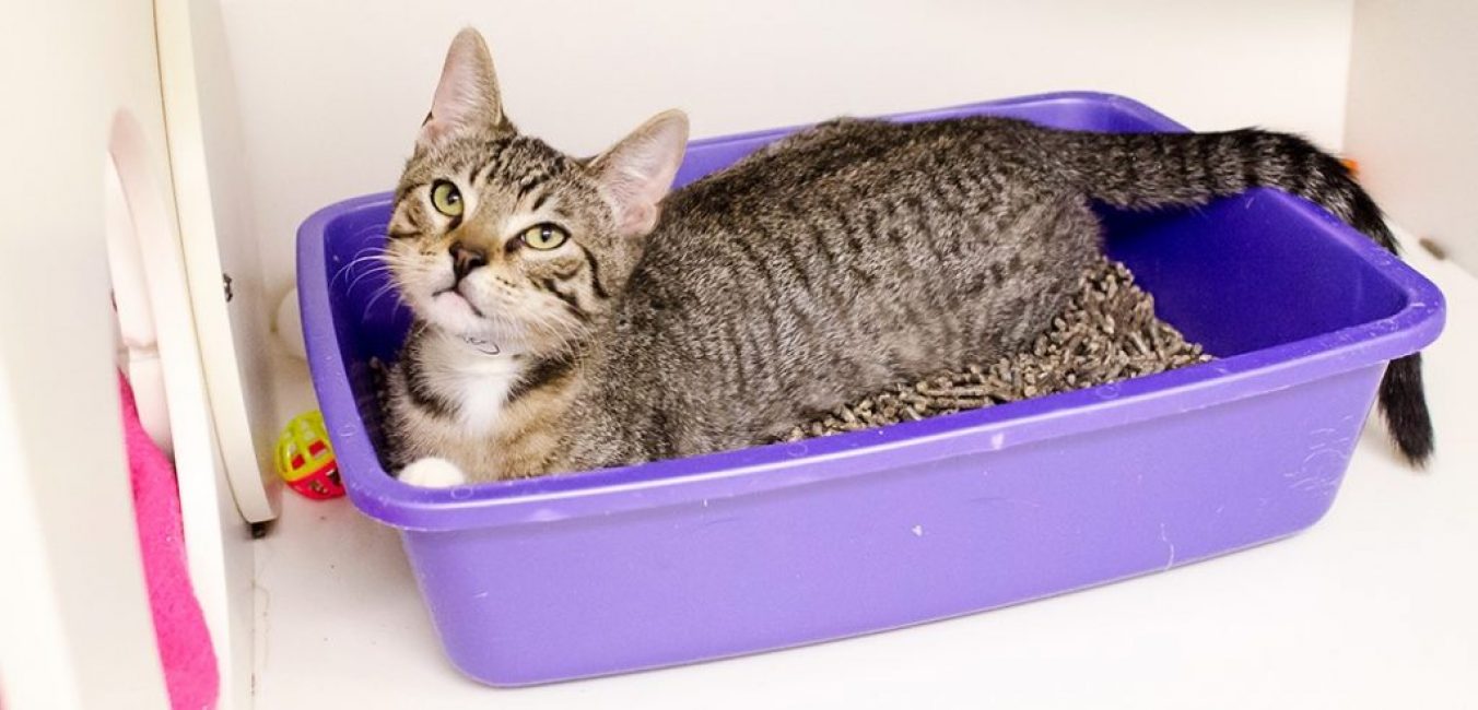 La mejor arena para gatos