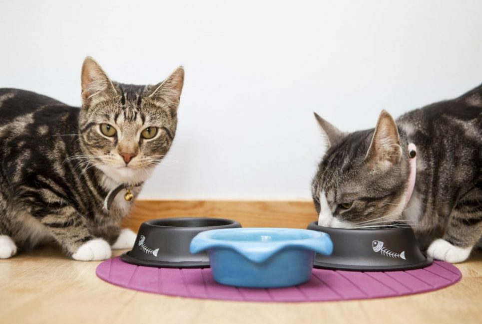 Los mejores alimentos para gatos