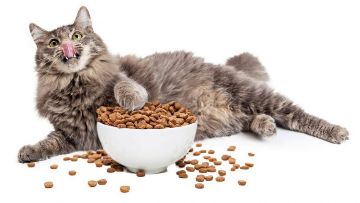 Los mejores alimentos para gatos