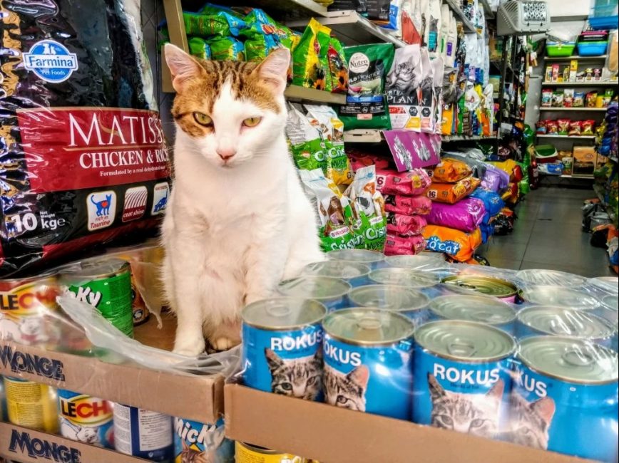 Los mejores alimentos para gatos