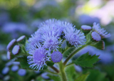 Ageratum: beskrivning, plantering i öppen mark och ta hand om det hemma (30+ foton och videor) + recensioner