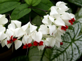 Clerodendrum hem: beskrivning, typer, vård, reproduktion, hur man får blomma